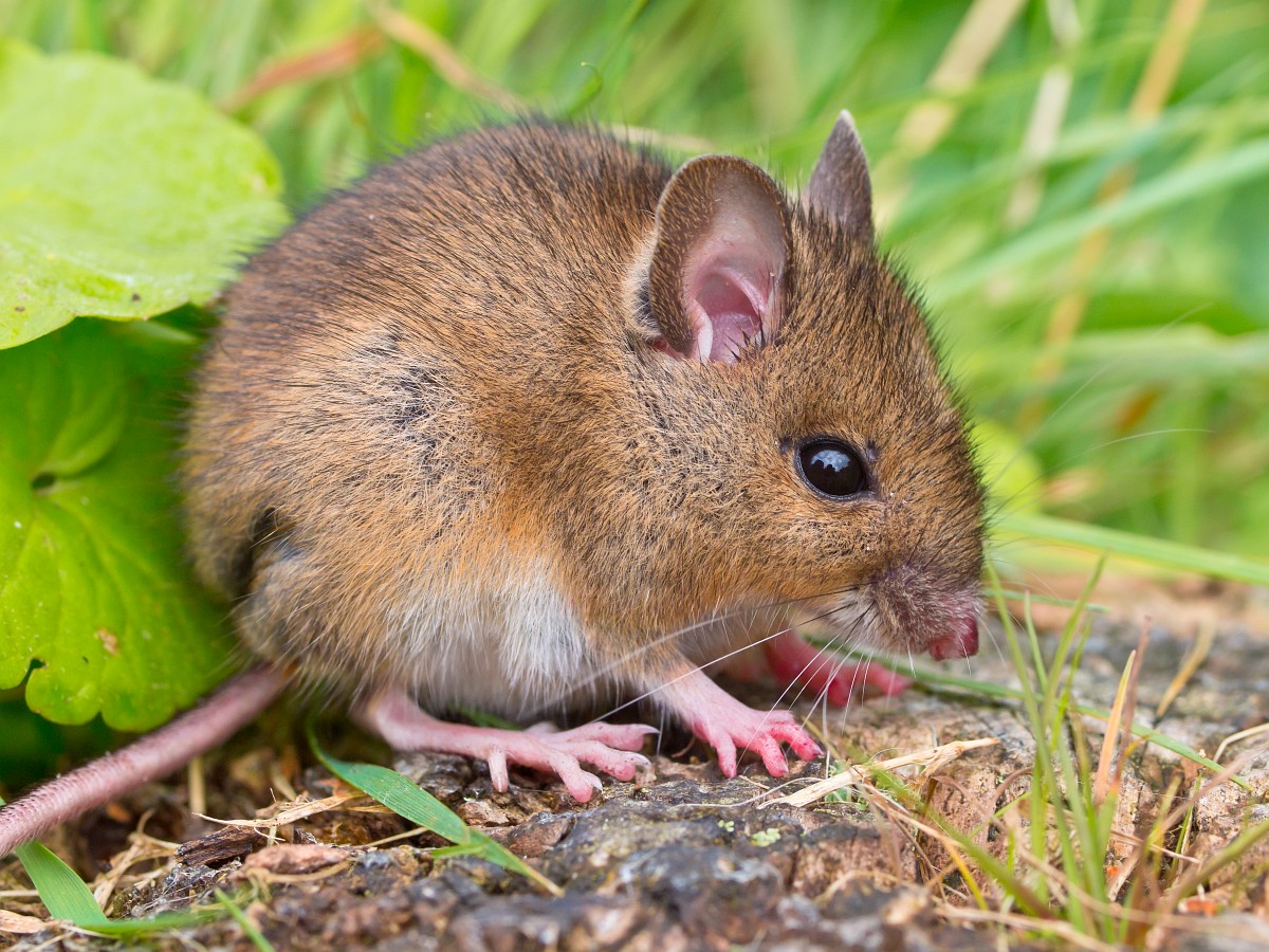 Apodemus sylvaticus, Wood Mouse